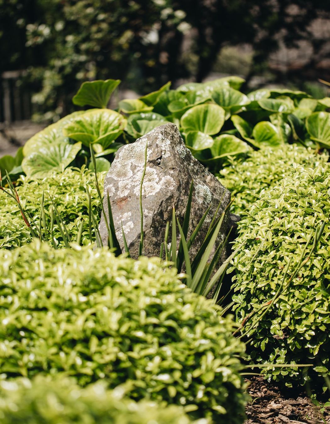 Wellington Hillside Garden