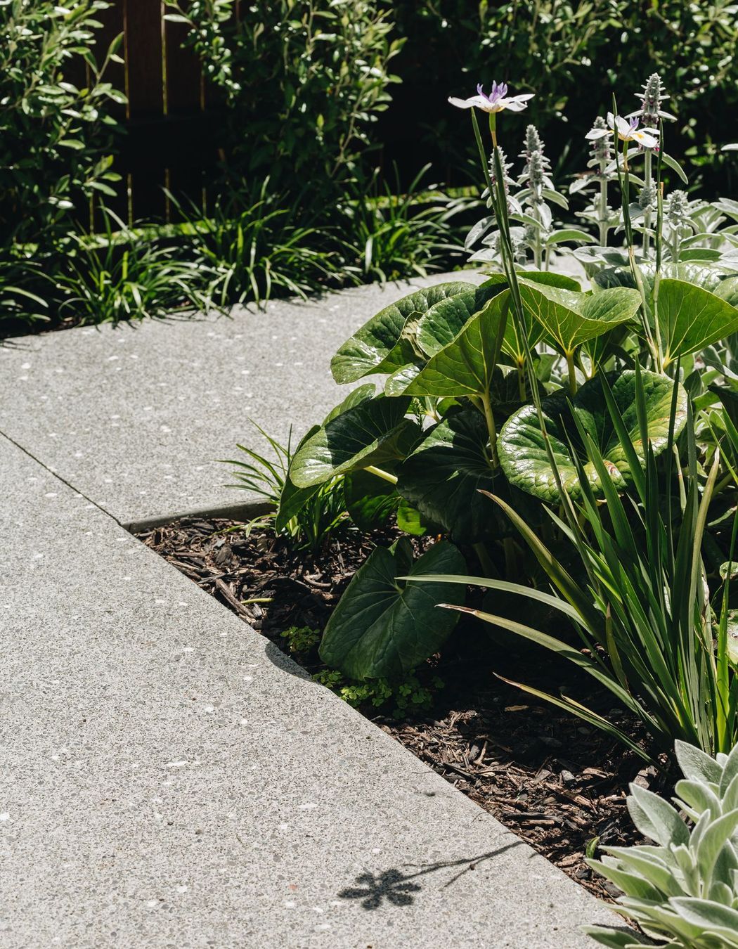 Hataitai Coastal Garden