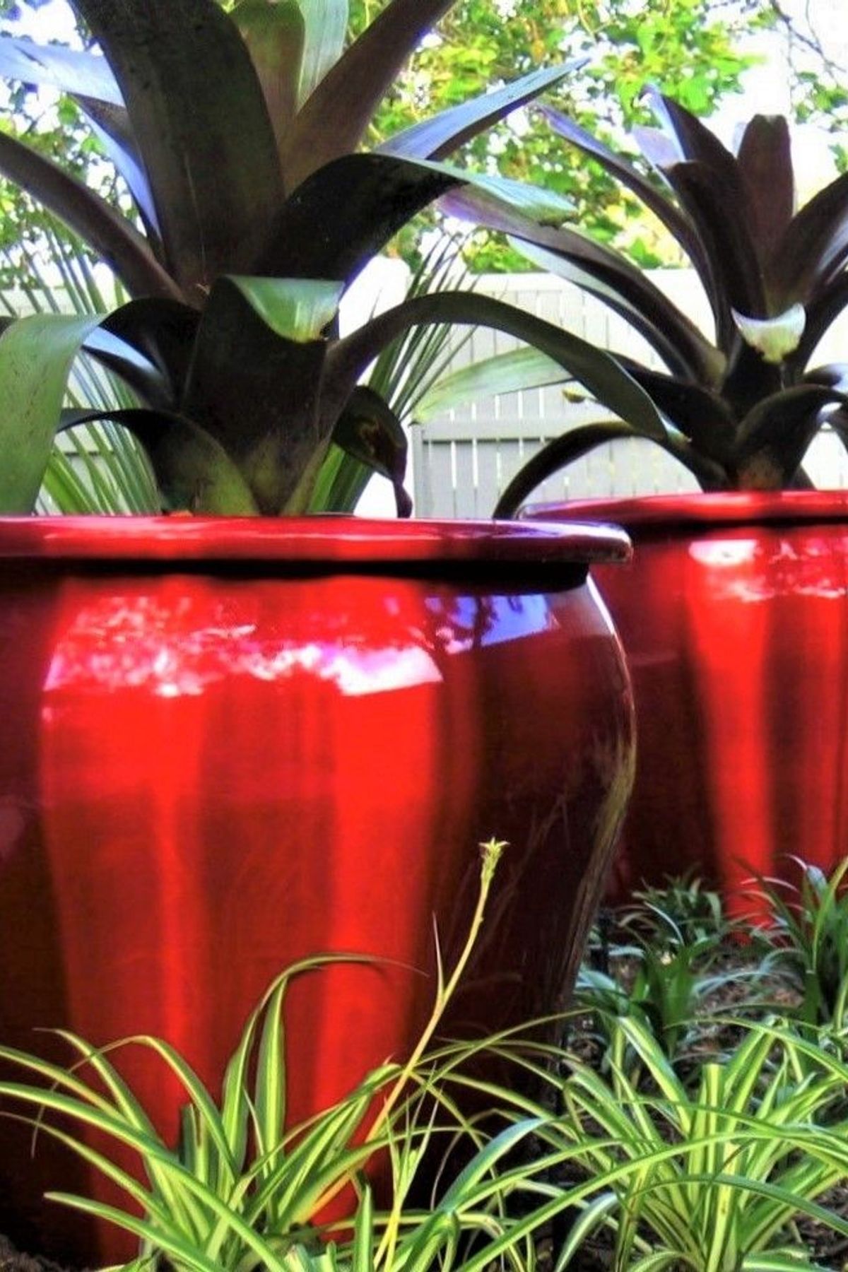 Ponsonby Garden