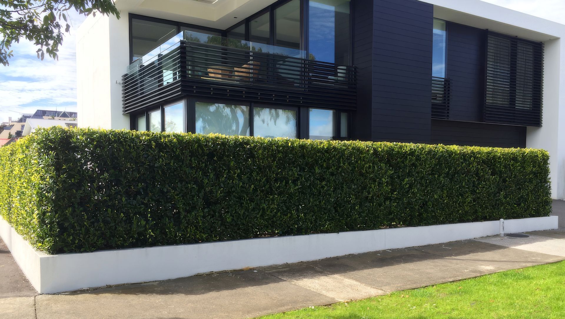 An Instant Hedge for a New Residential Landscape banner