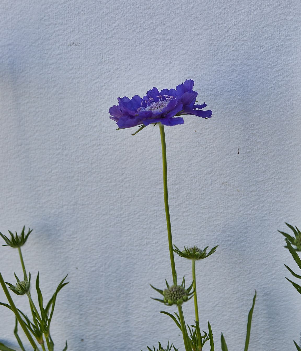 COASTAL-GARDEN116.jpg