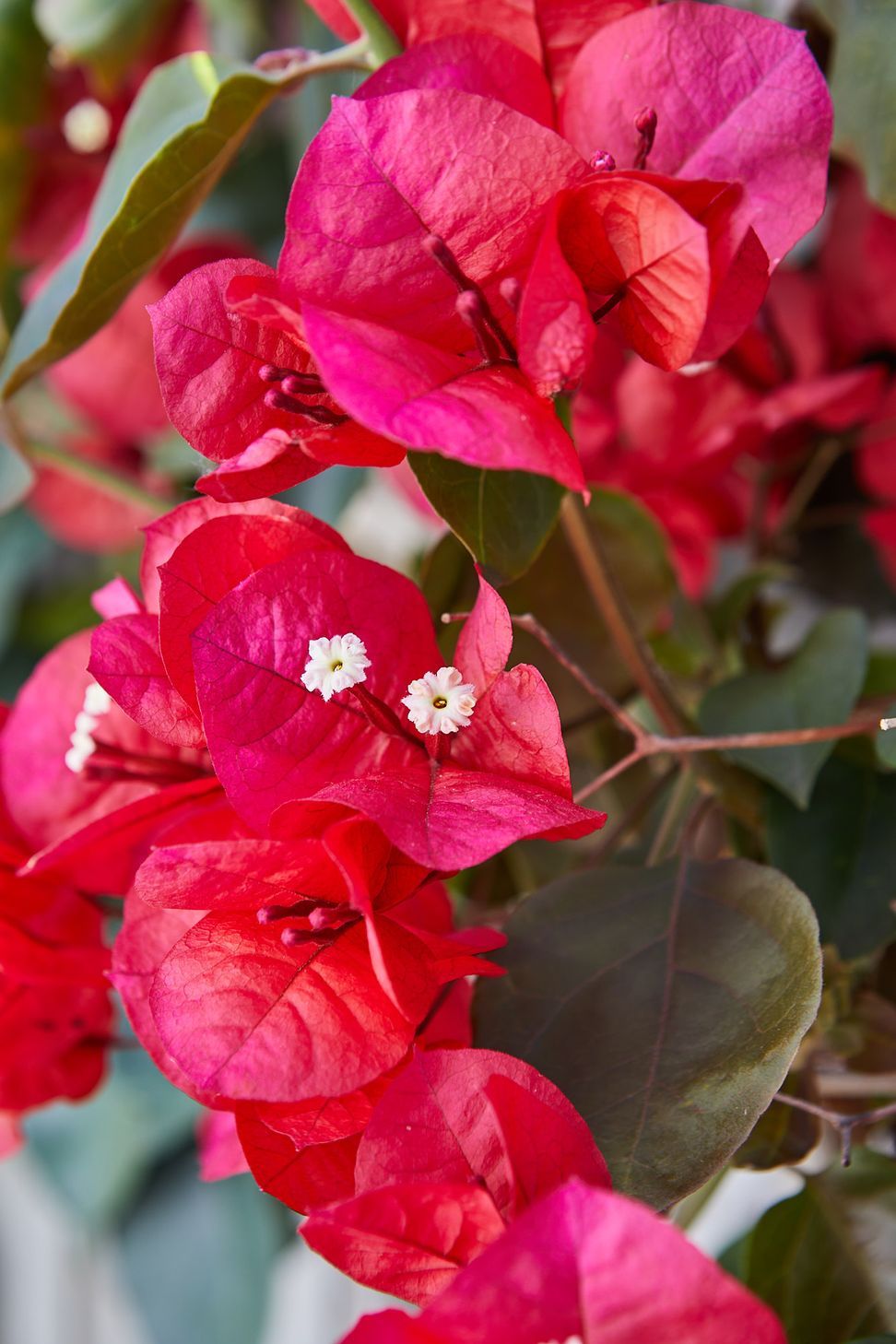 COASTAL-GARDEN16.jpg