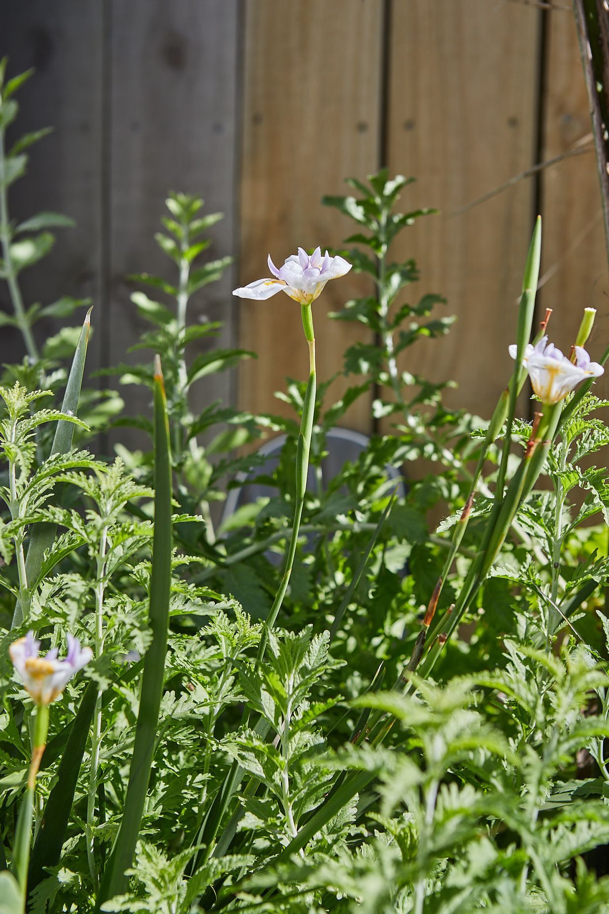 COASTAL-GARDEN61.jpg