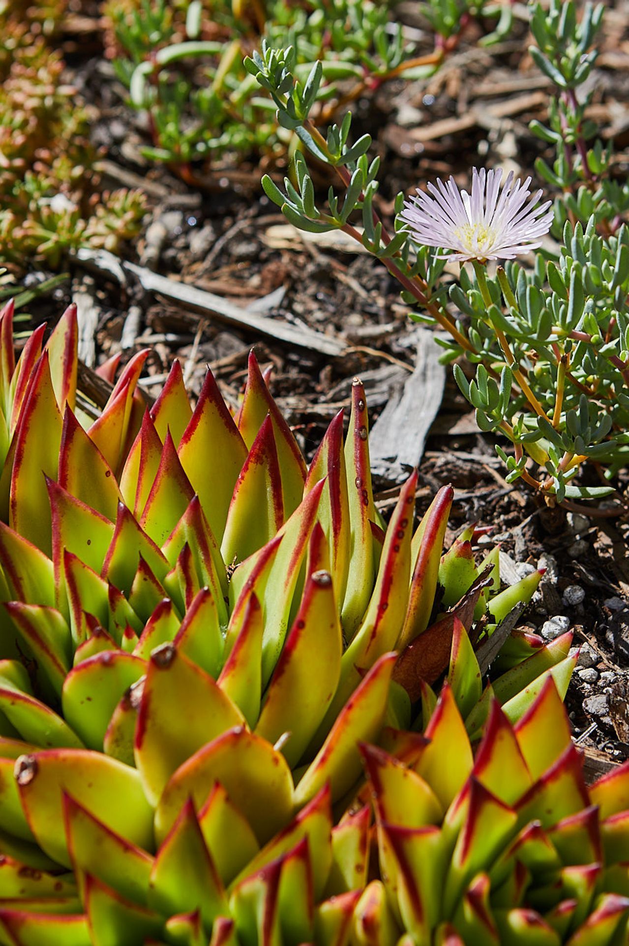 COASTAL-GARDEN83.jpg