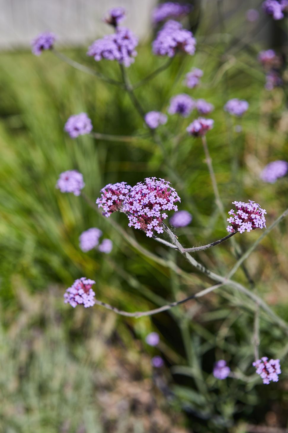 COASTAL-GARDEN85.jpg