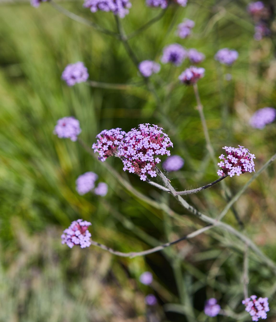 COASTAL-GARDEN85.jpg