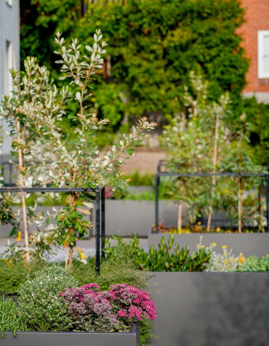 CarloGabrieleCeraStribleyLandscapingAgnesStreet01406.jpg