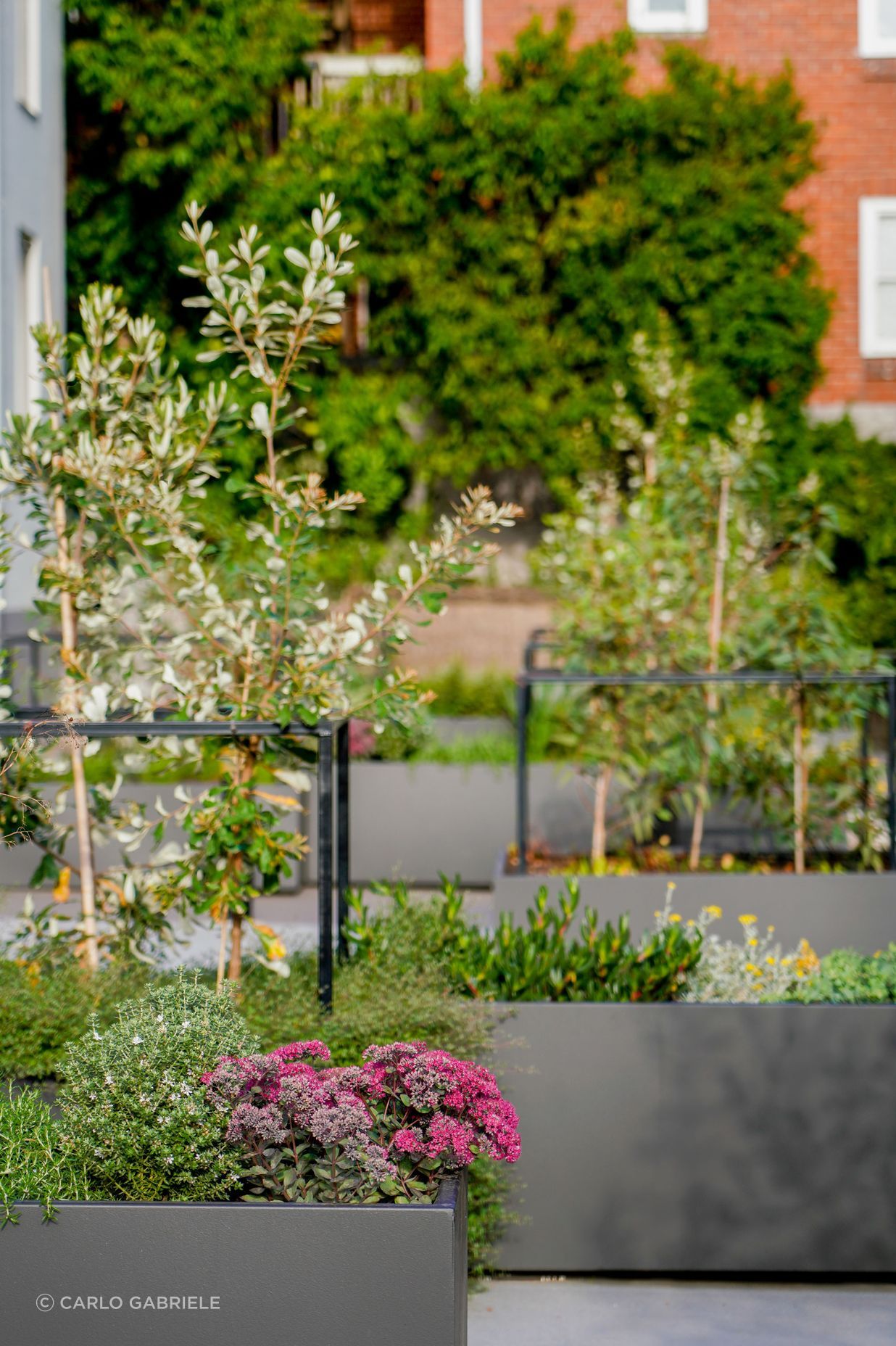 CarloGabrieleCeraStribleyLandscapingAgnesStreet01406.jpg