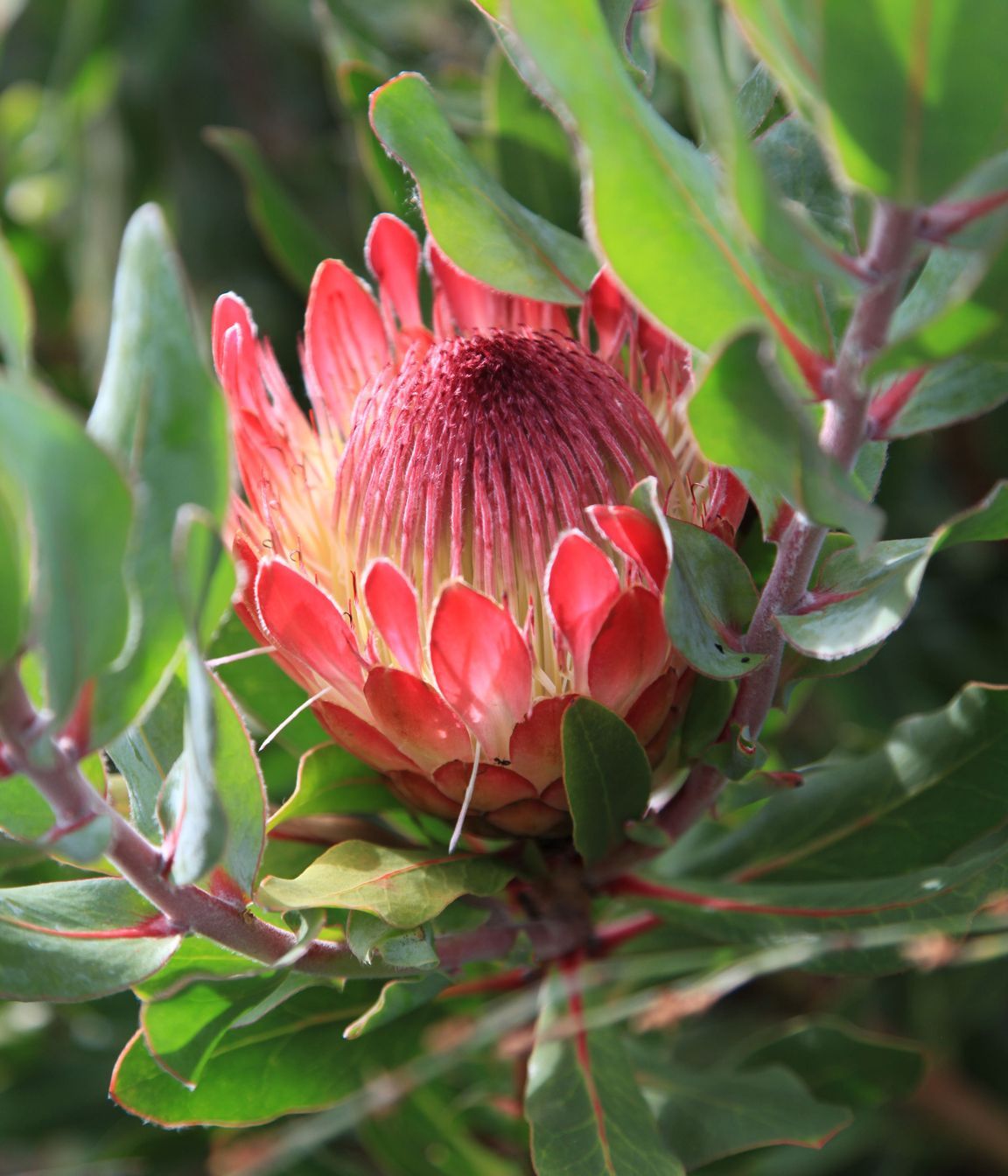 Hardy South African proteas can withstand the long hot summers with no rain