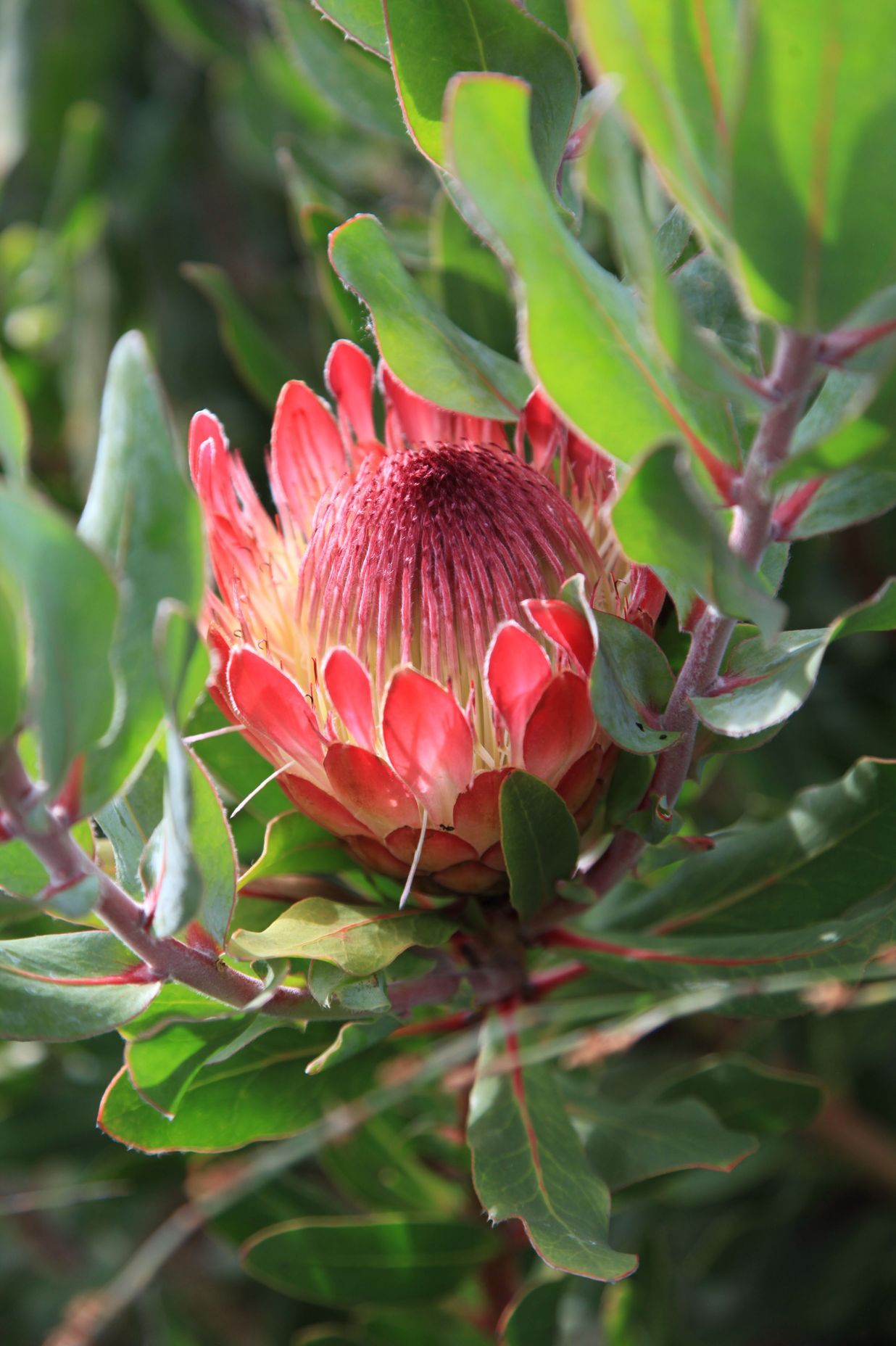 Hardy South African proteas can withstand the long hot summers with no rain