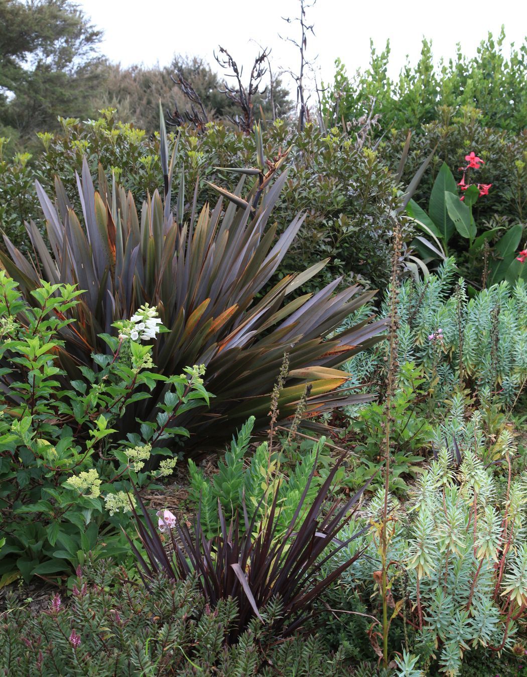 Mixing NZ natives with hydrangeas &amp; pops of pink in the Canna iridiflora in the distance