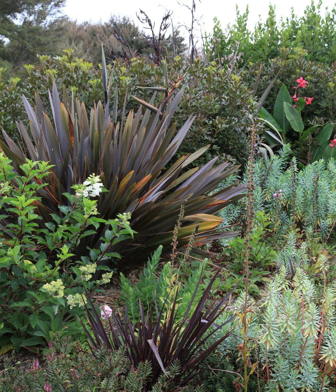 Mixing NZ natives with hydrangeas & pops of pink in the Canna iridiflora in the distance
