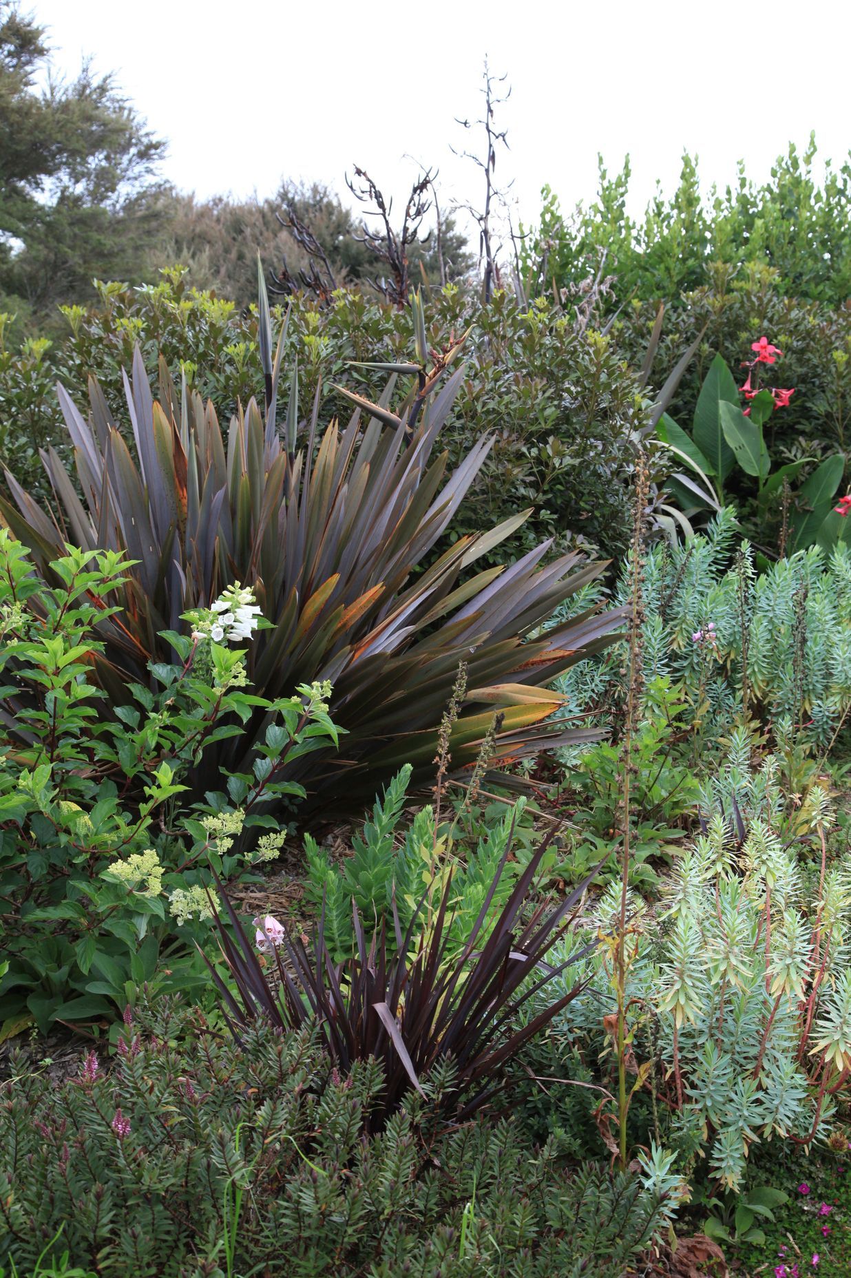 Mixing NZ natives with hydrangeas &amp; pops of pink in the Canna iridiflora in the distance