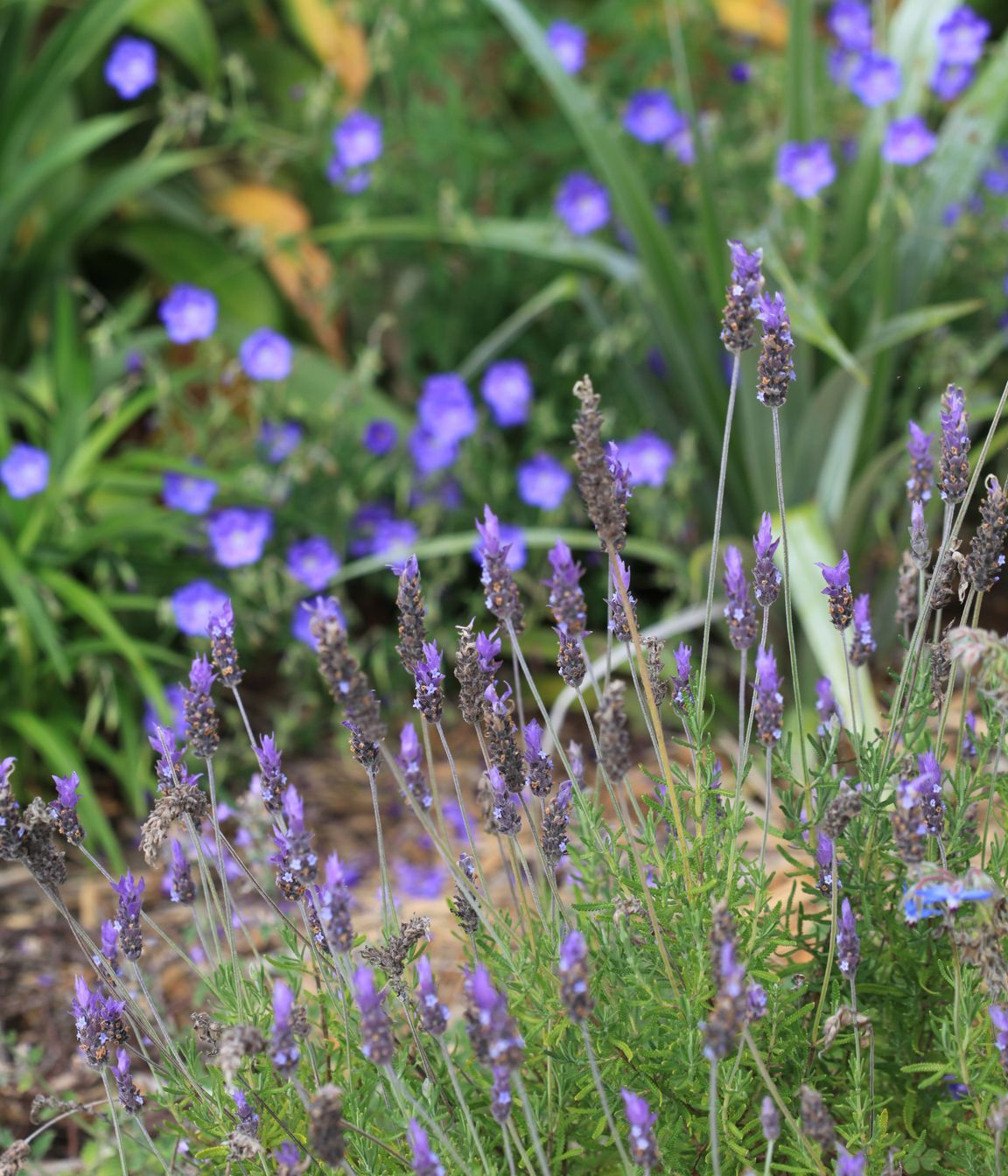 Lavender with Geranium 'Rozanne' in the background