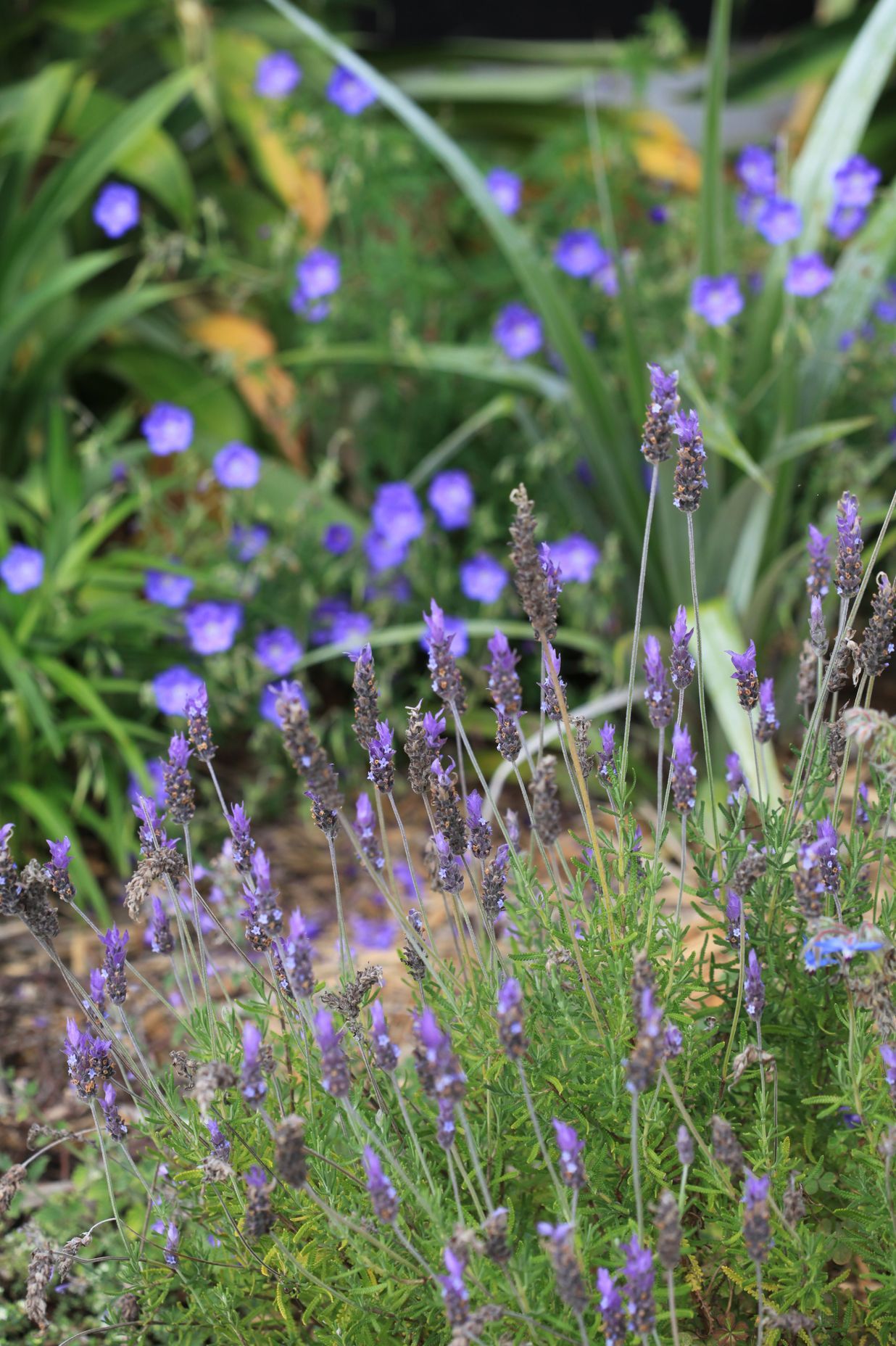 Lavender with Geranium 'Rozanne' in the background