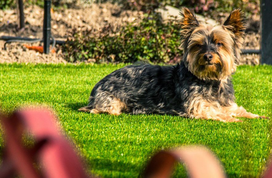 Dog Damaged Lawn