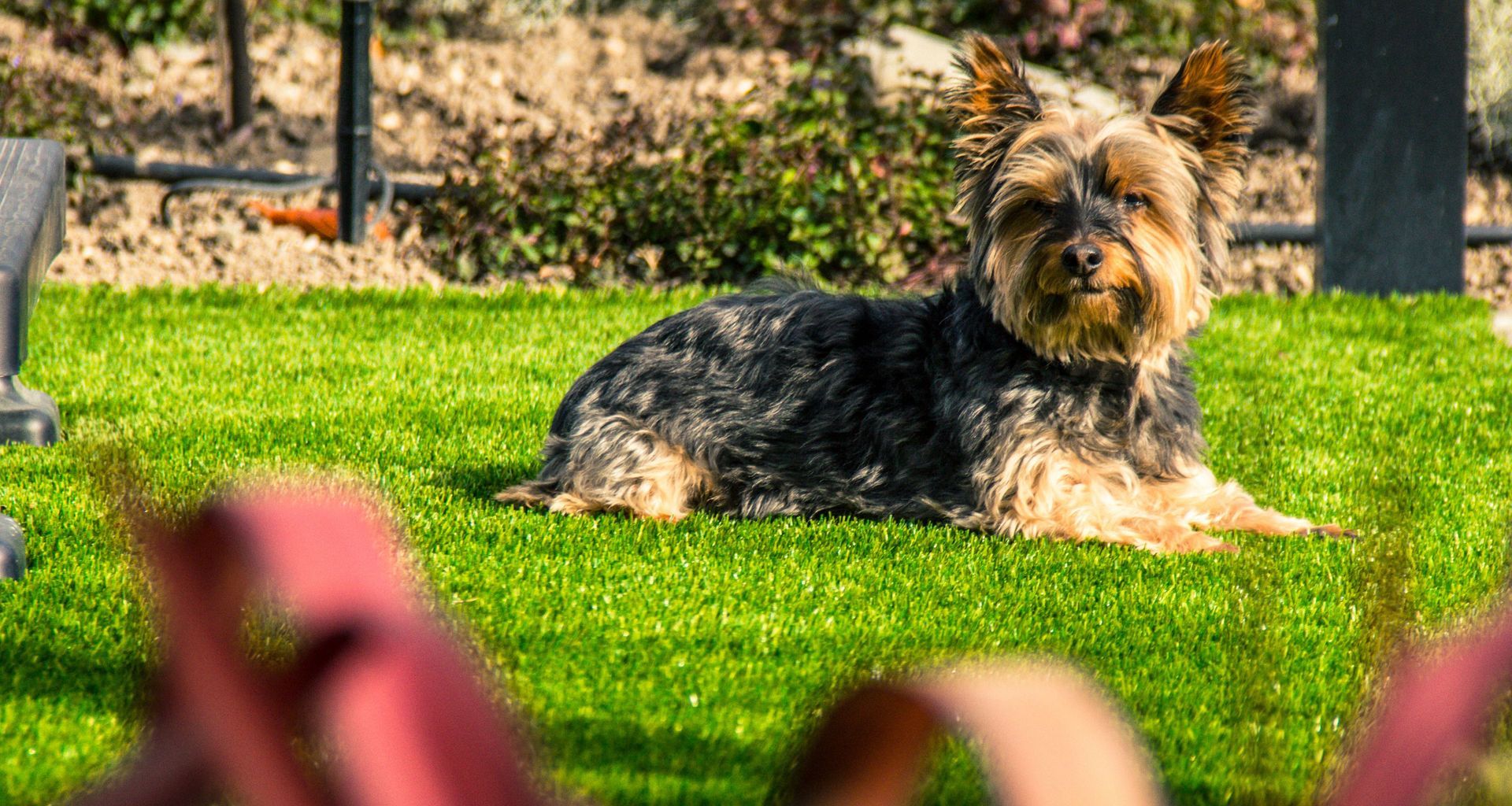 Dog Damaged Lawn banner