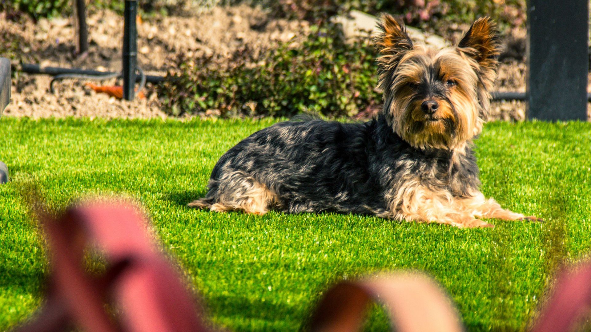 Dog Damaged Lawn banner