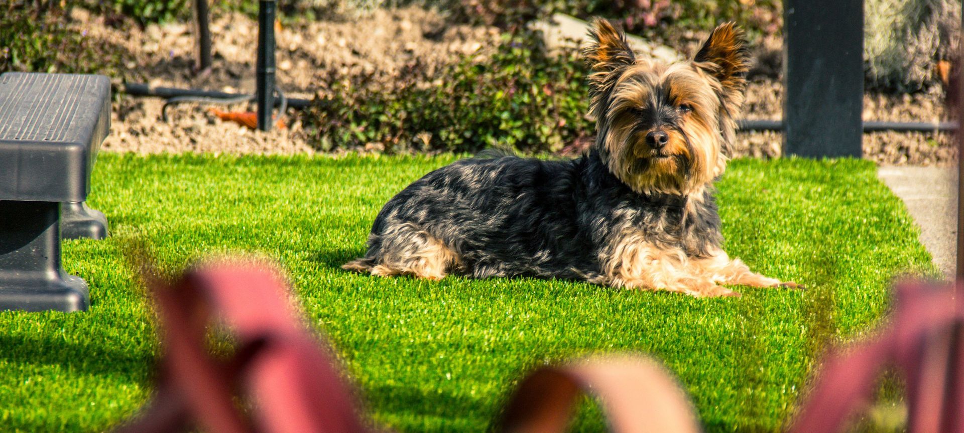 Dog Damaged Lawn banner