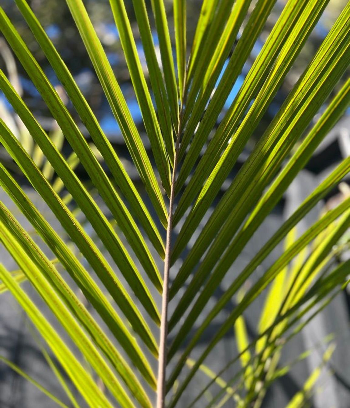 Urban Jungle