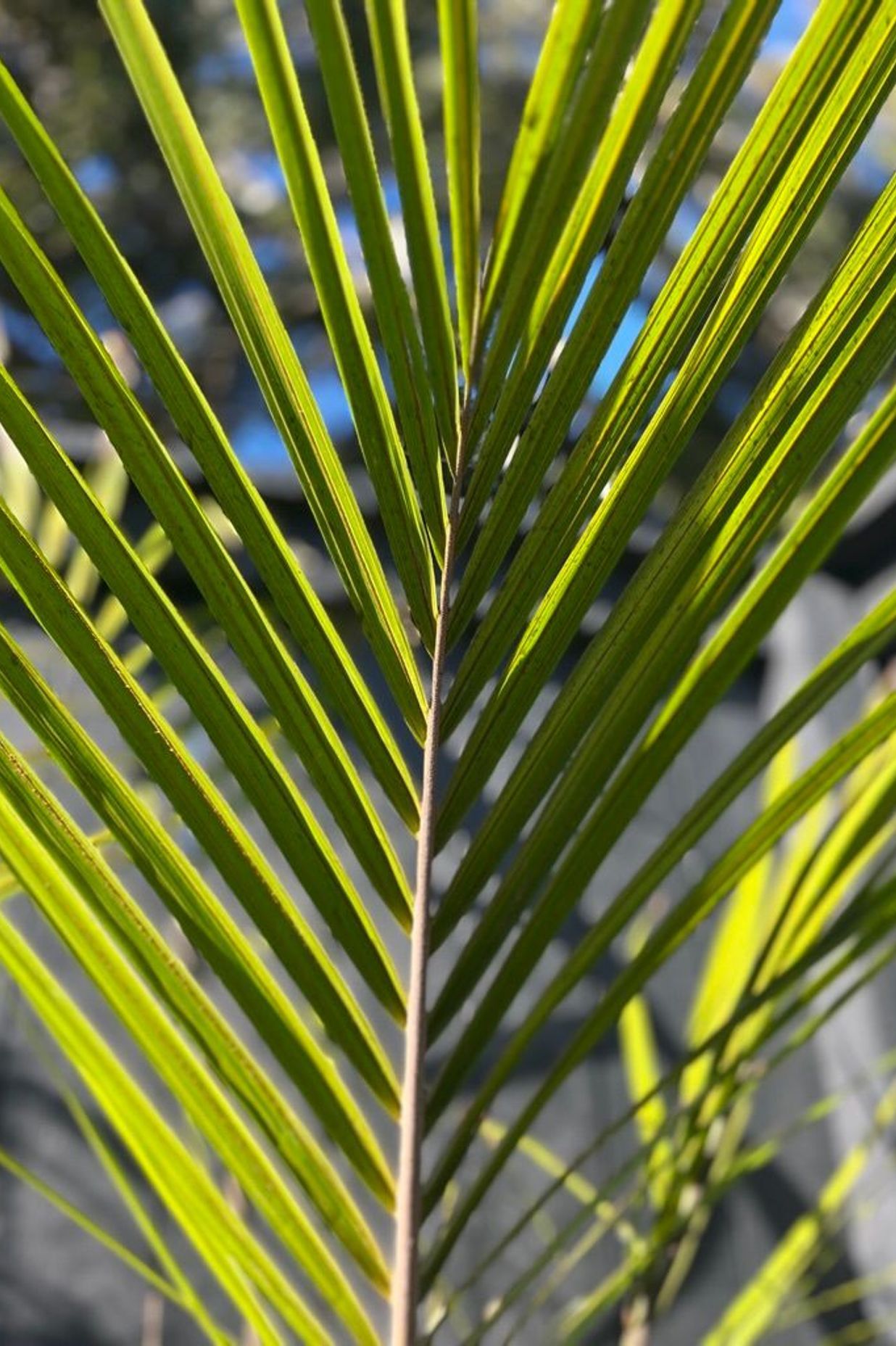 Urban Jungle