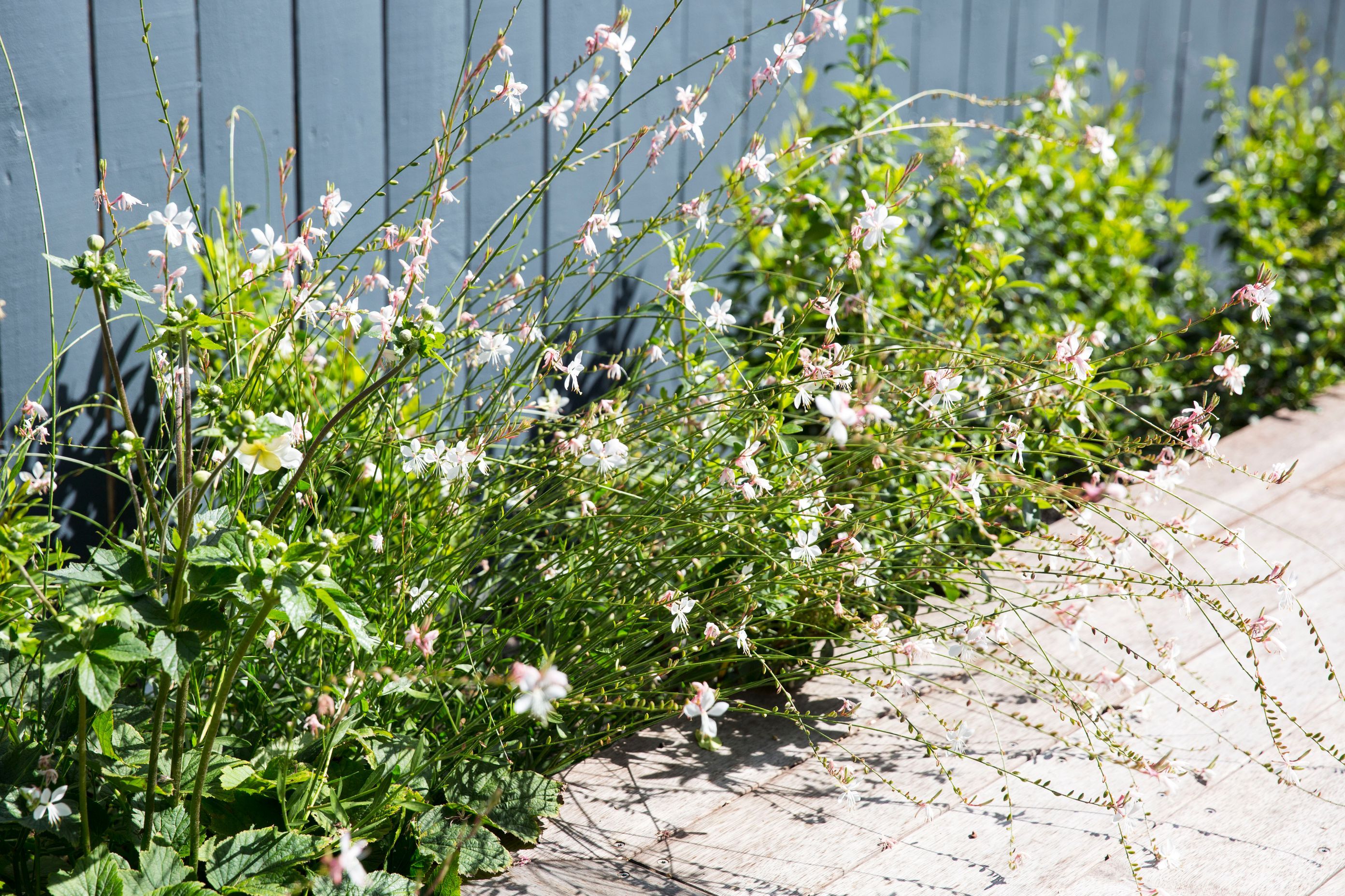 Hauraki Garden