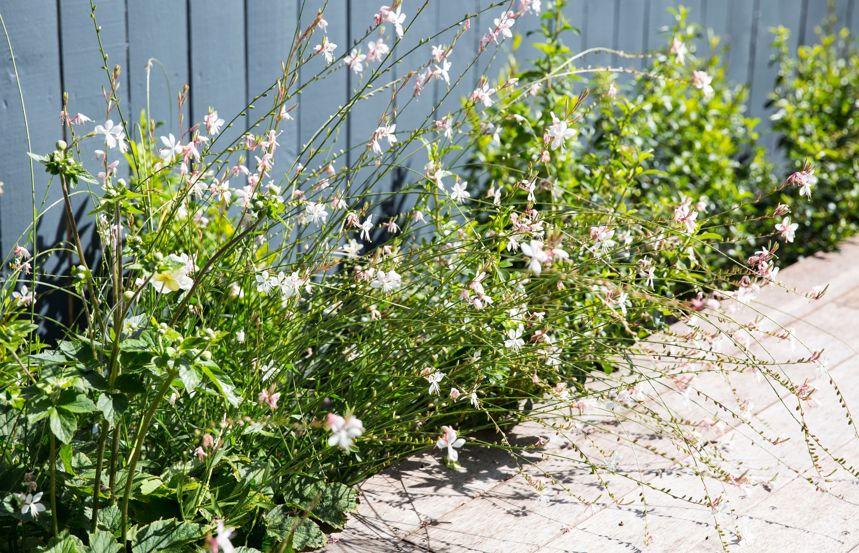 Hauraki Garden