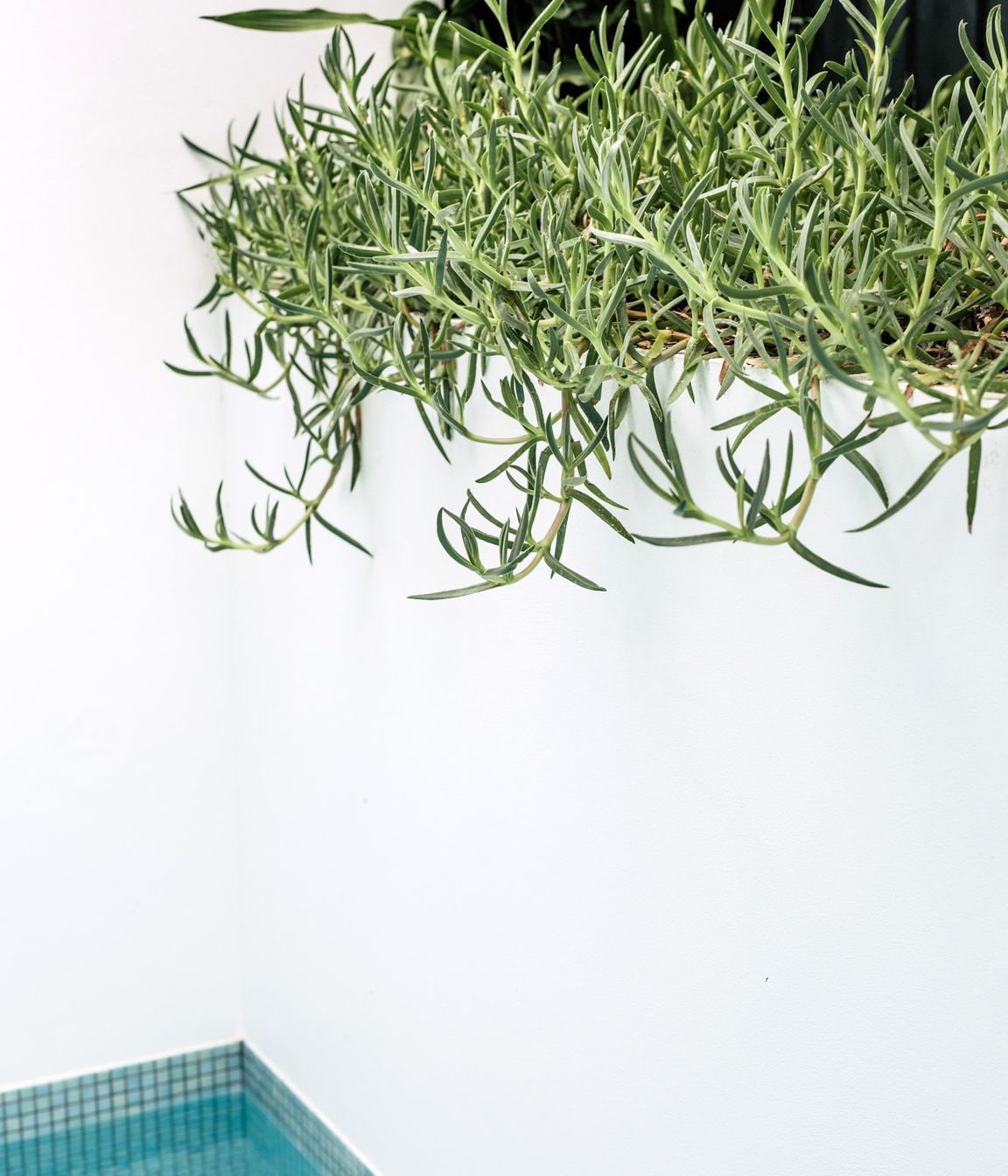 Exotic-Nurseries-Coogee-17.jpg