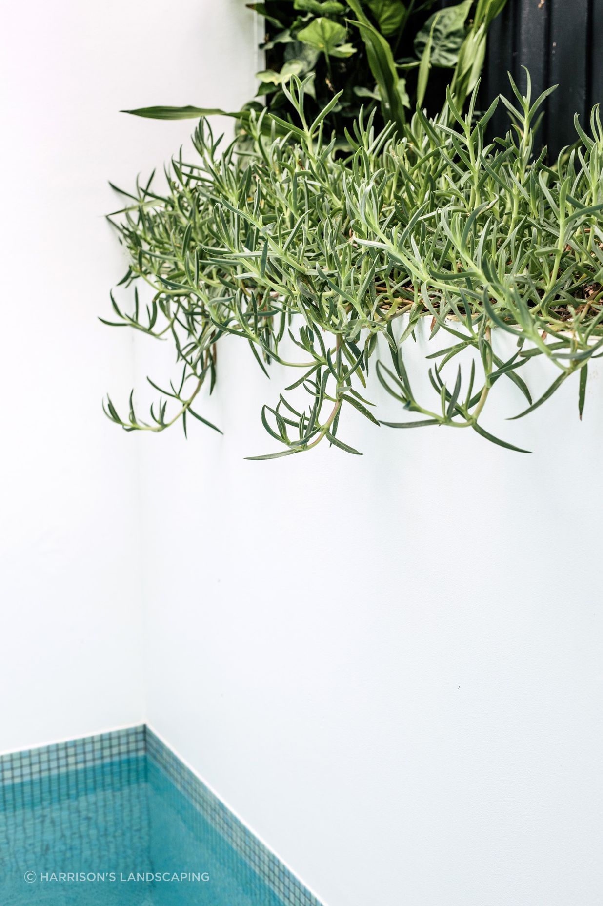 Exotic-Nurseries-Coogee-17.jpg