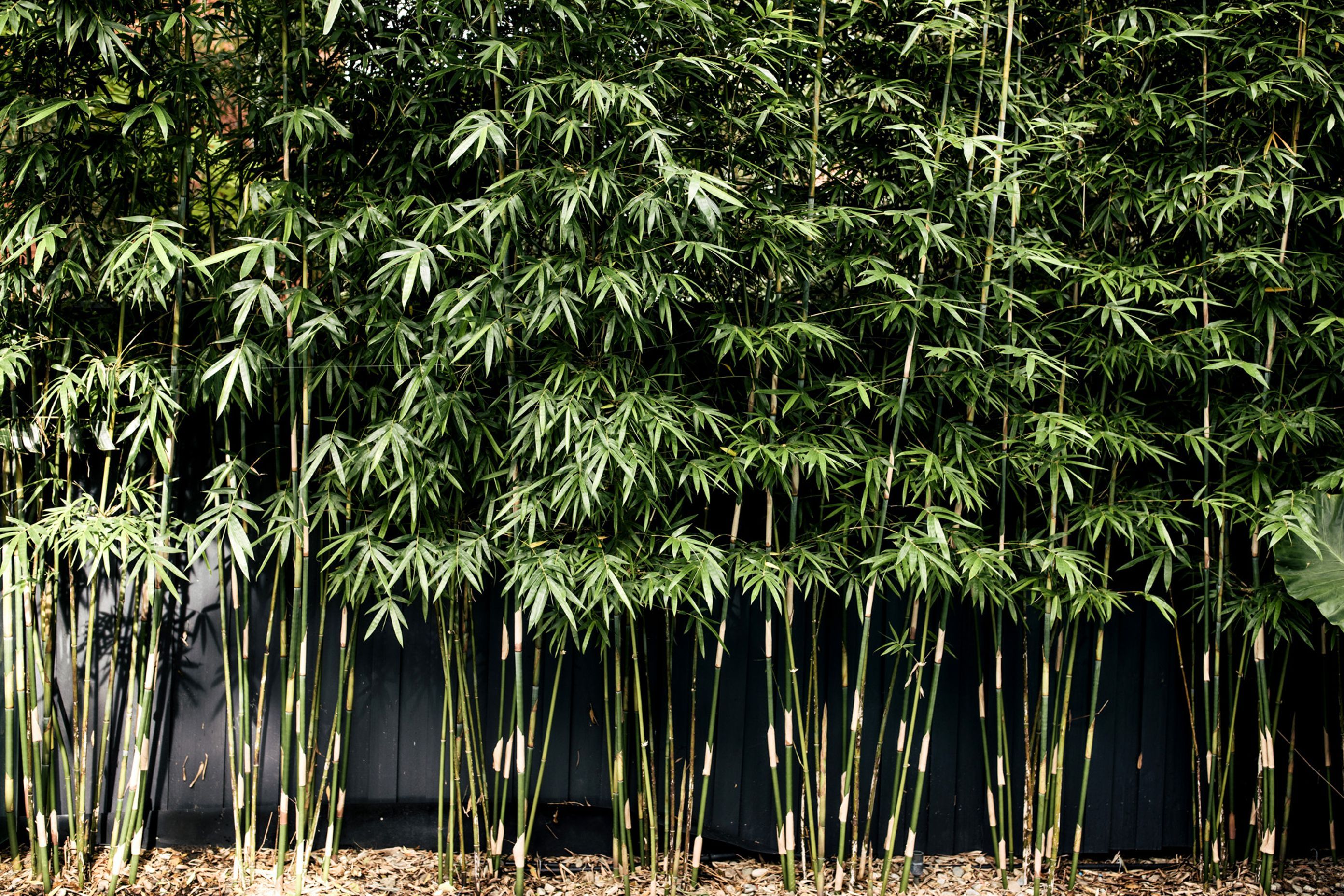 Exotic-Nurseries-Coogee-18.jpg