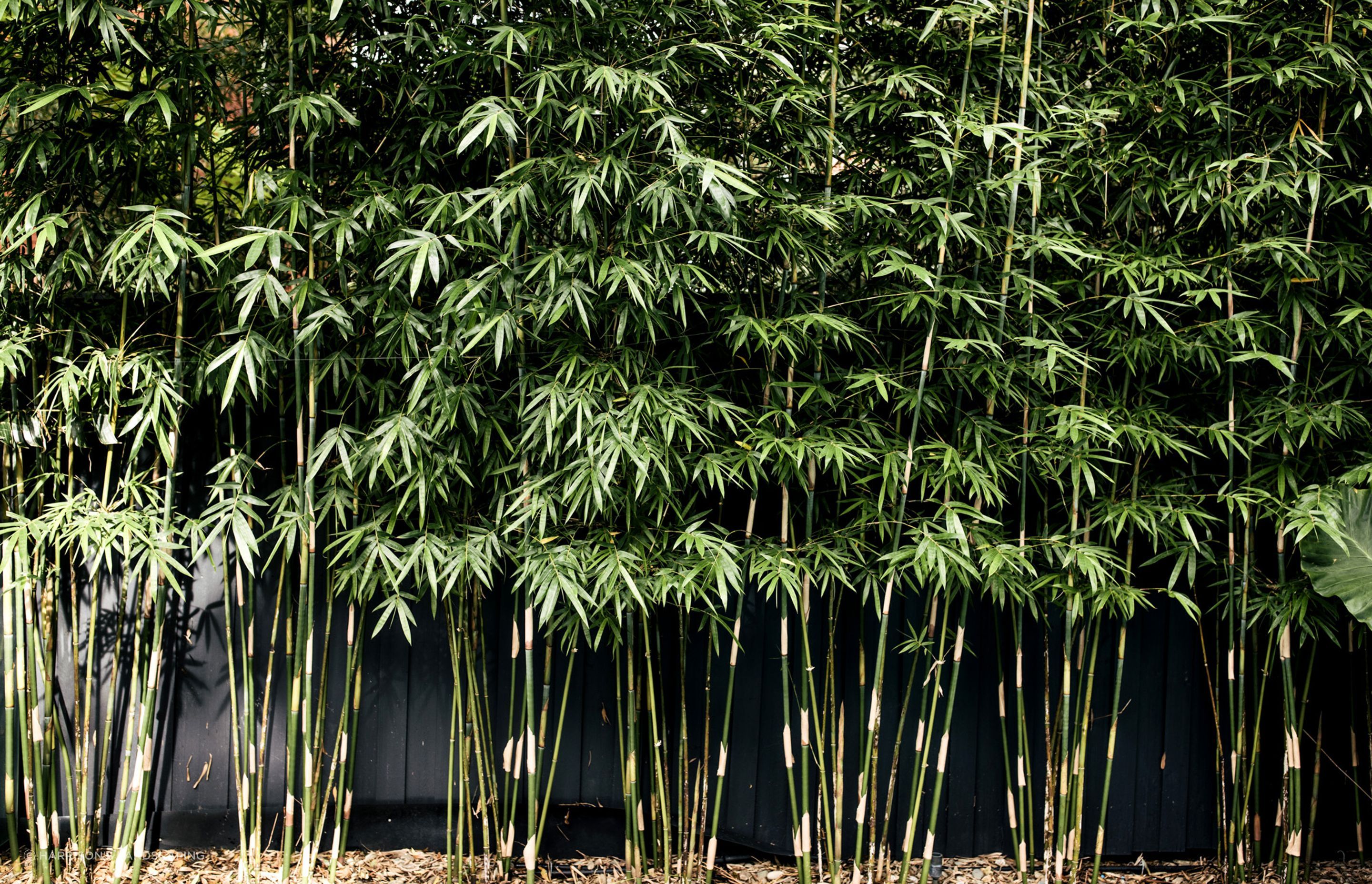 Exotic-Nurseries-Coogee-18.jpg