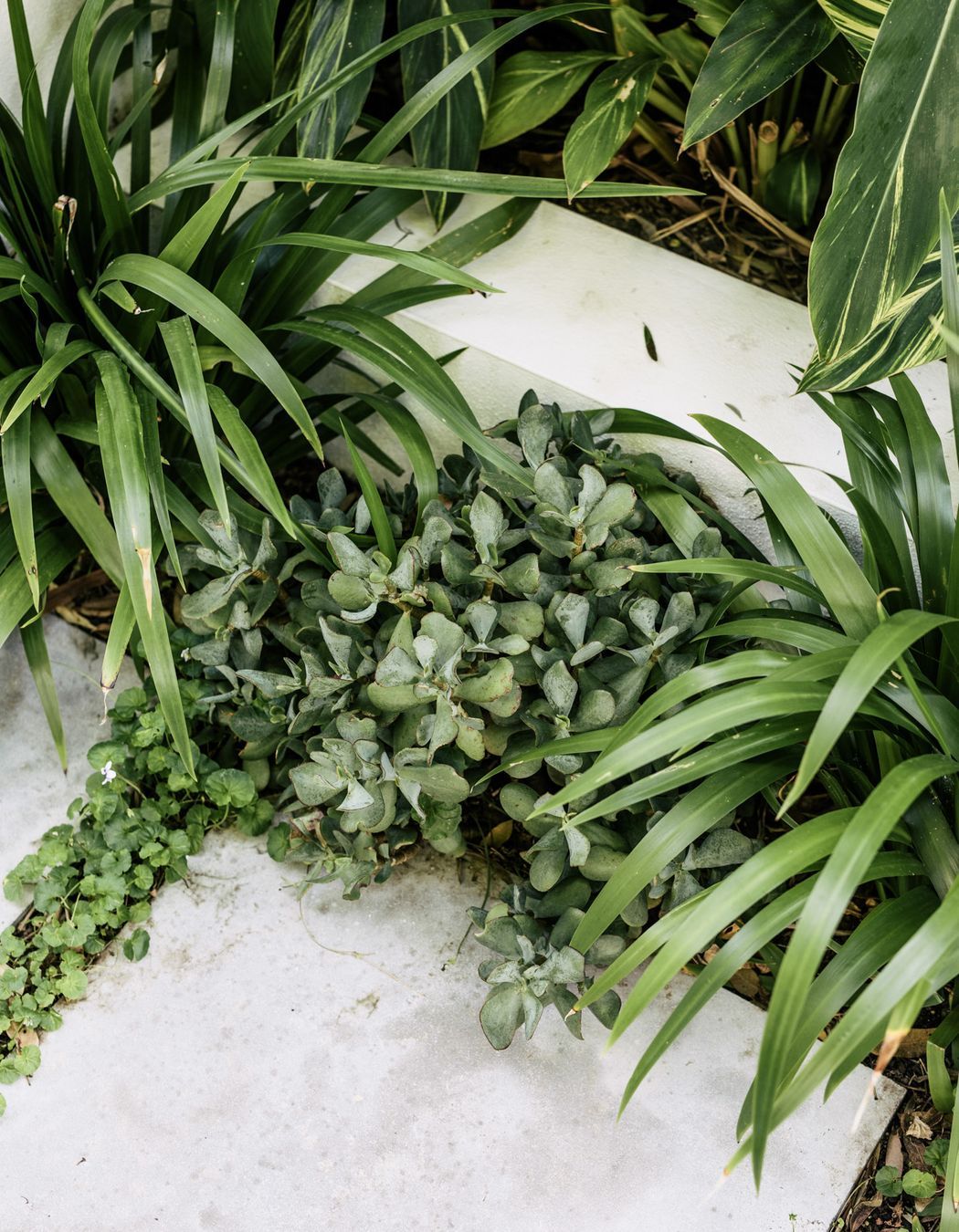 Exotic-Nurseries-Coogee-19.jpg