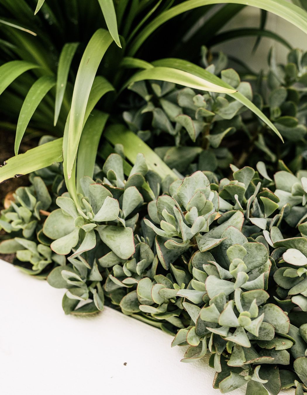 Exotic-Nurseries-Coogee-22.jpg