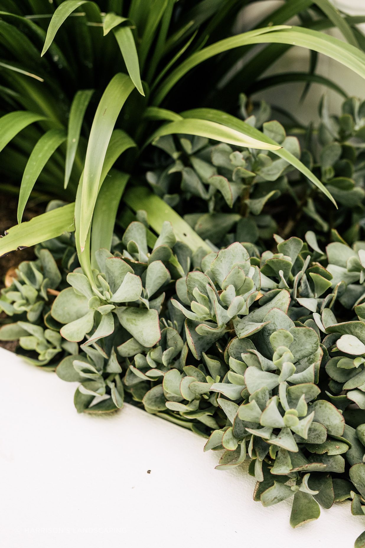 Exotic-Nurseries-Coogee-22.jpg