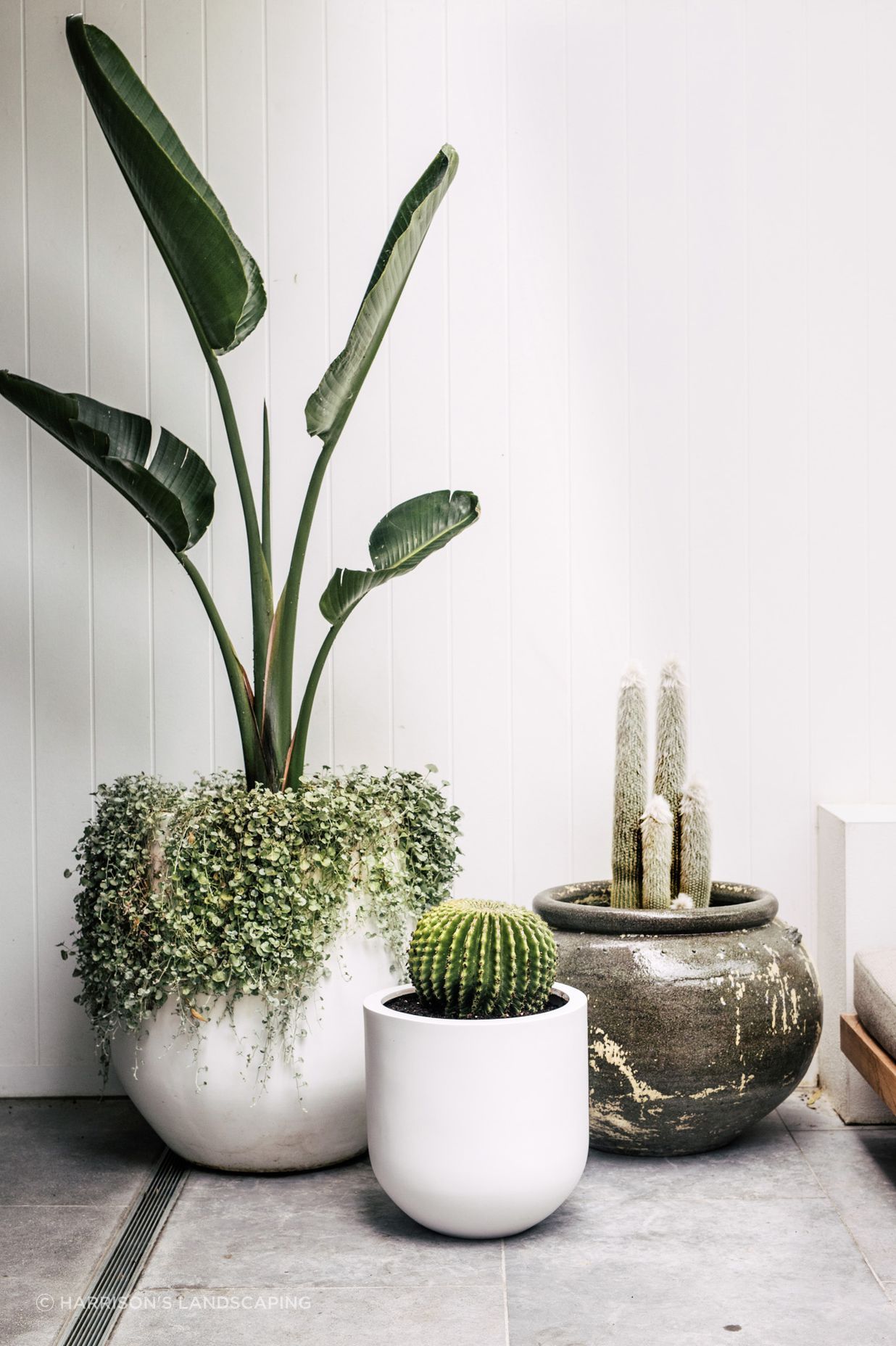 Exotic-Nurseries-Coogee-8.jpg