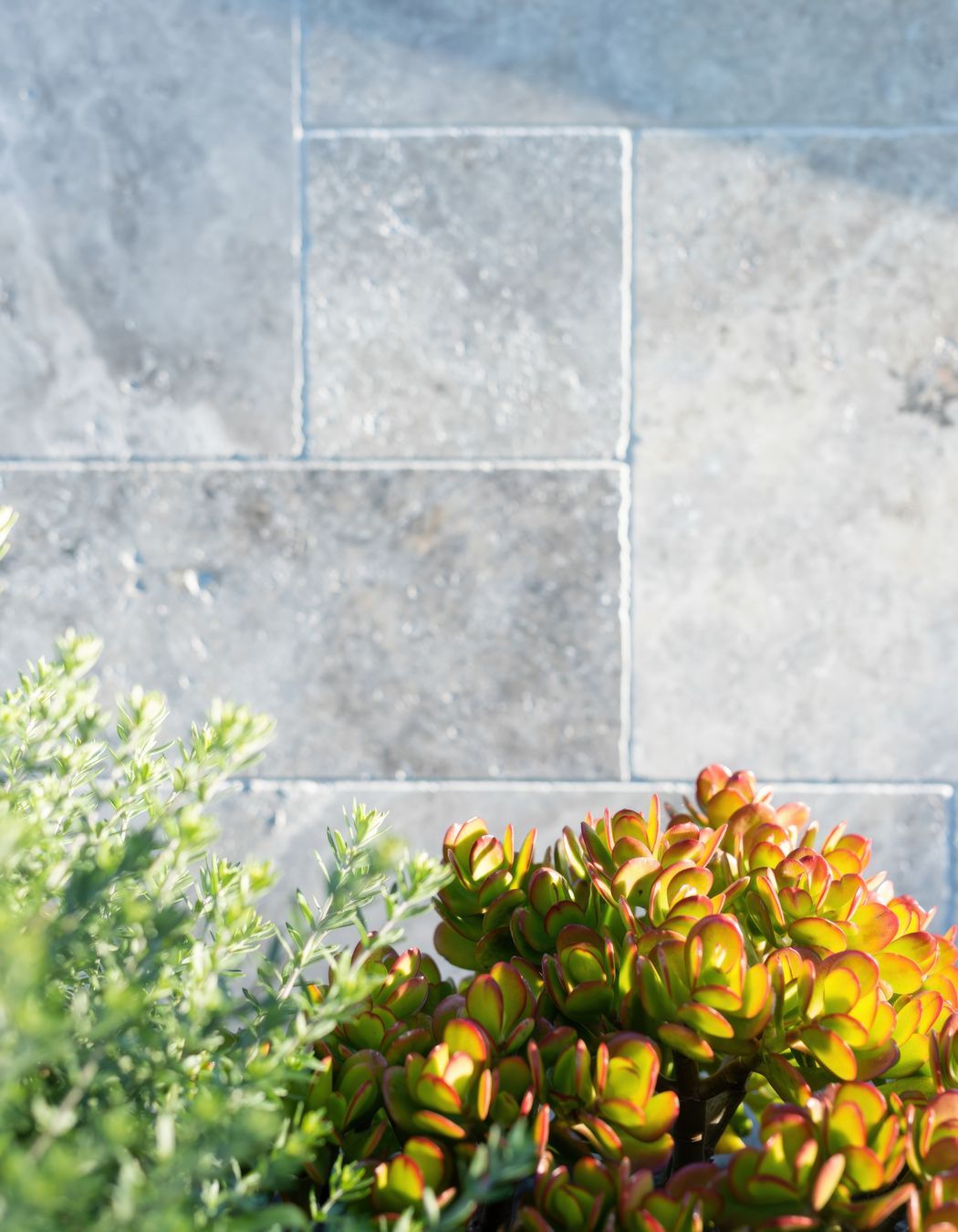 Exotic-Nurseries-Loftus-6-2-gigapixel-standard-v2-2000w.jpeg