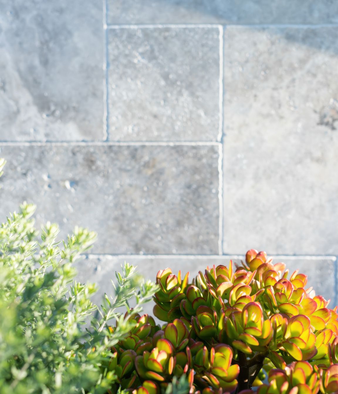 Exotic-Nurseries-Loftus-6-2-gigapixel-standard-v2-2000w.jpeg