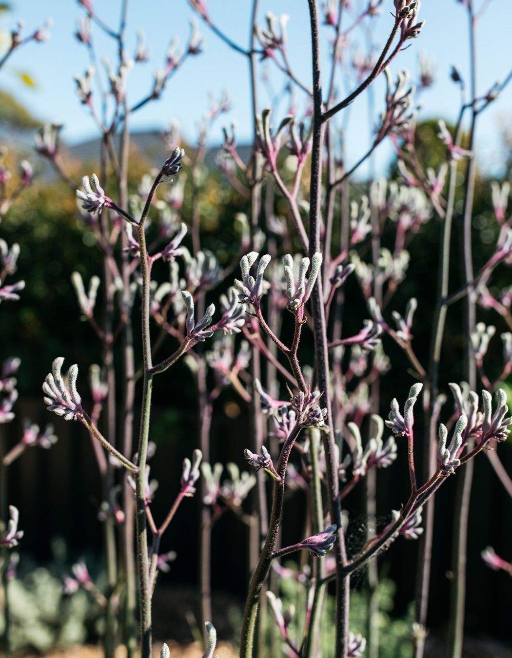 Exotic-Nurseries-Woolooware-15-2.jpg