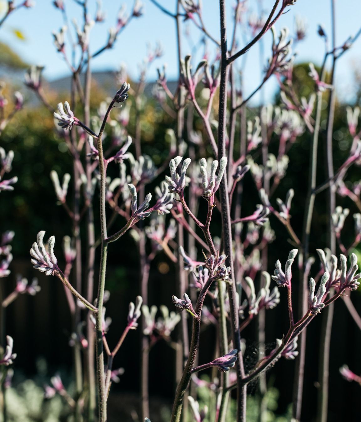 Exotic-Nurseries-Woolooware-15-2.jpg