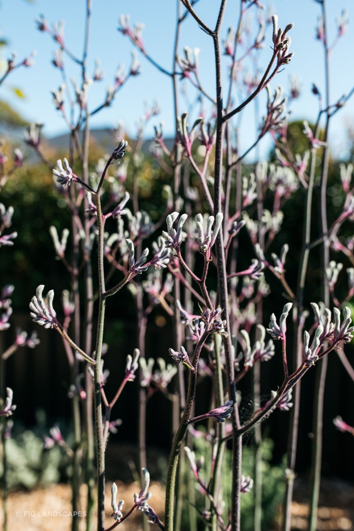 Exotic-Nurseries-Woolooware-15-2.jpg