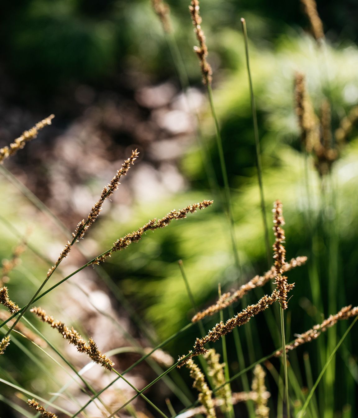 Exotic-Nurseries-Woolooware-4-2.jpg