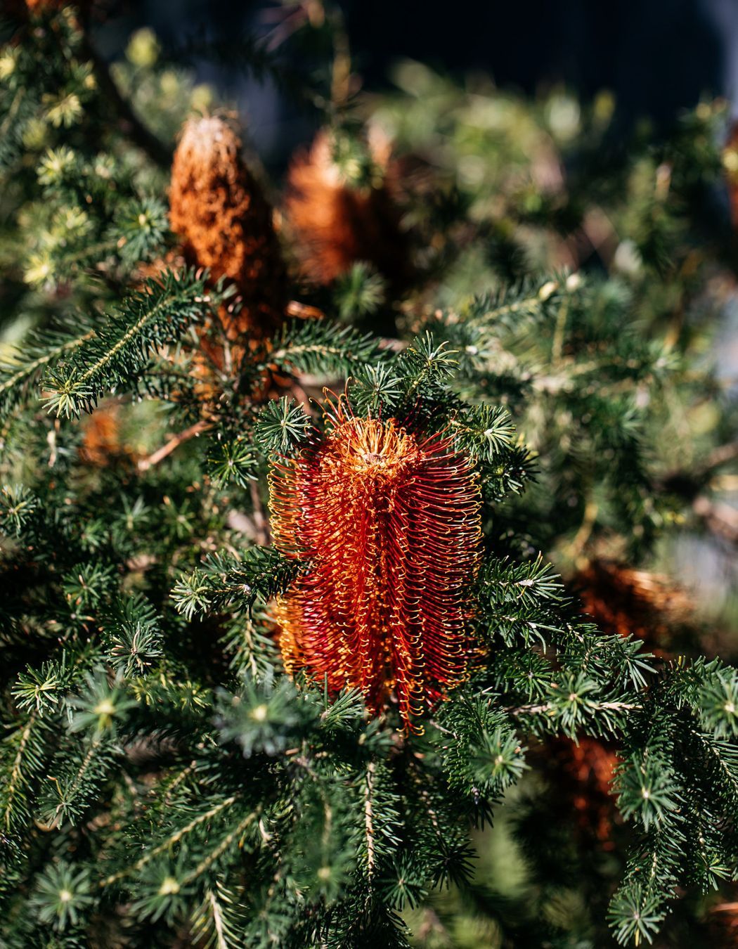 Exotic-Nurseries-Woolooware-8-2.jpg