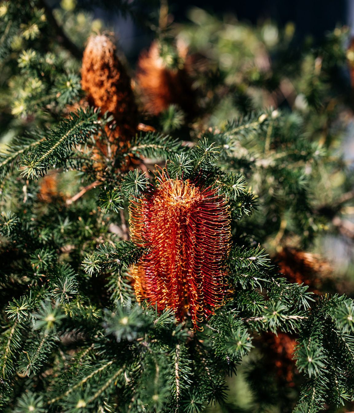 Exotic-Nurseries-Woolooware-8-2.jpg