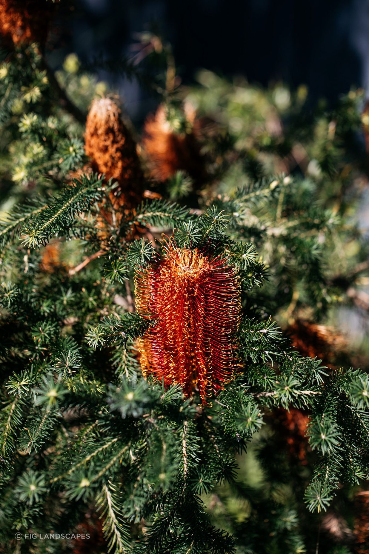 Exotic-Nurseries-Woolooware-8-2.jpg
