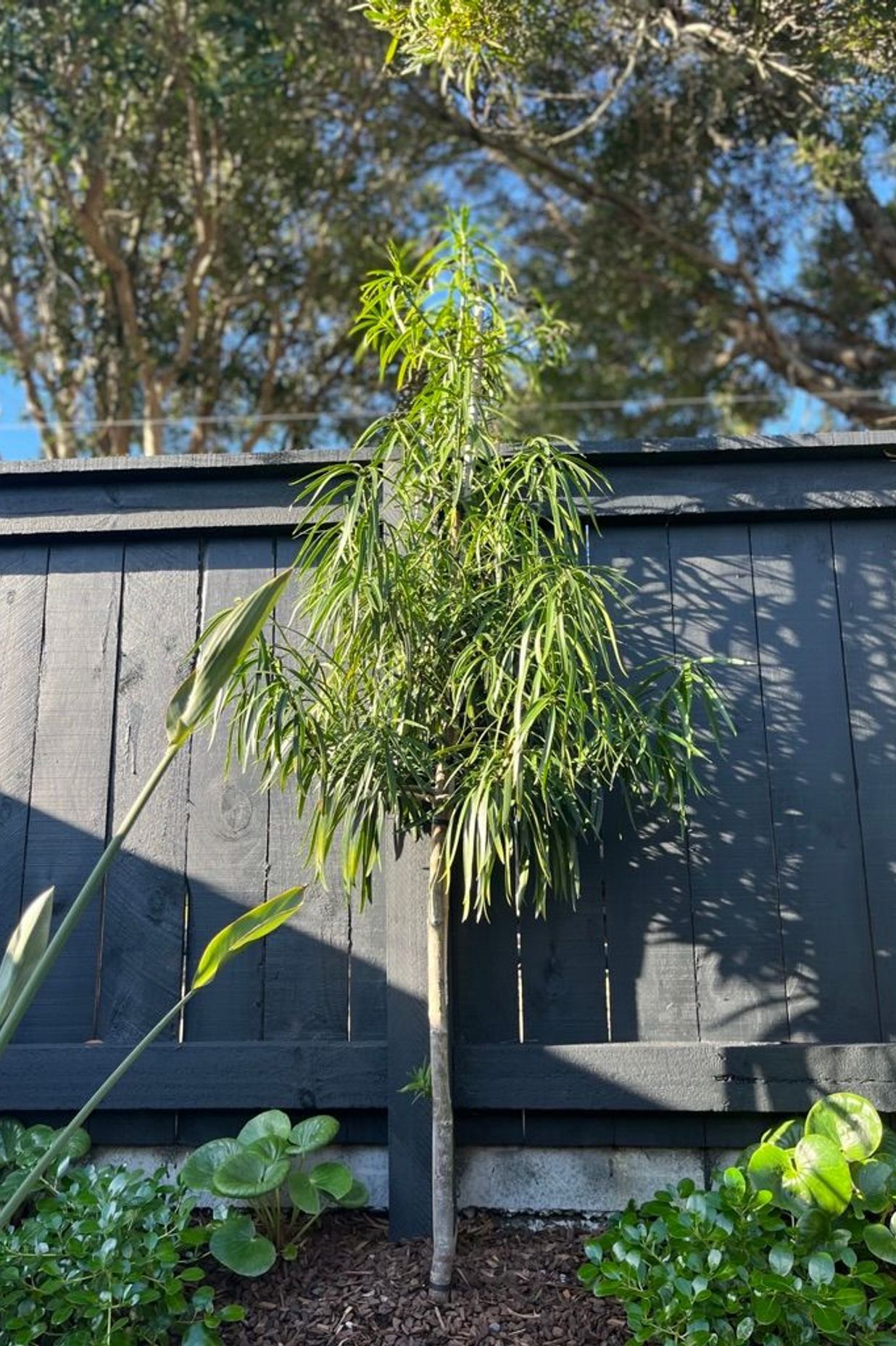 Urban Jungle