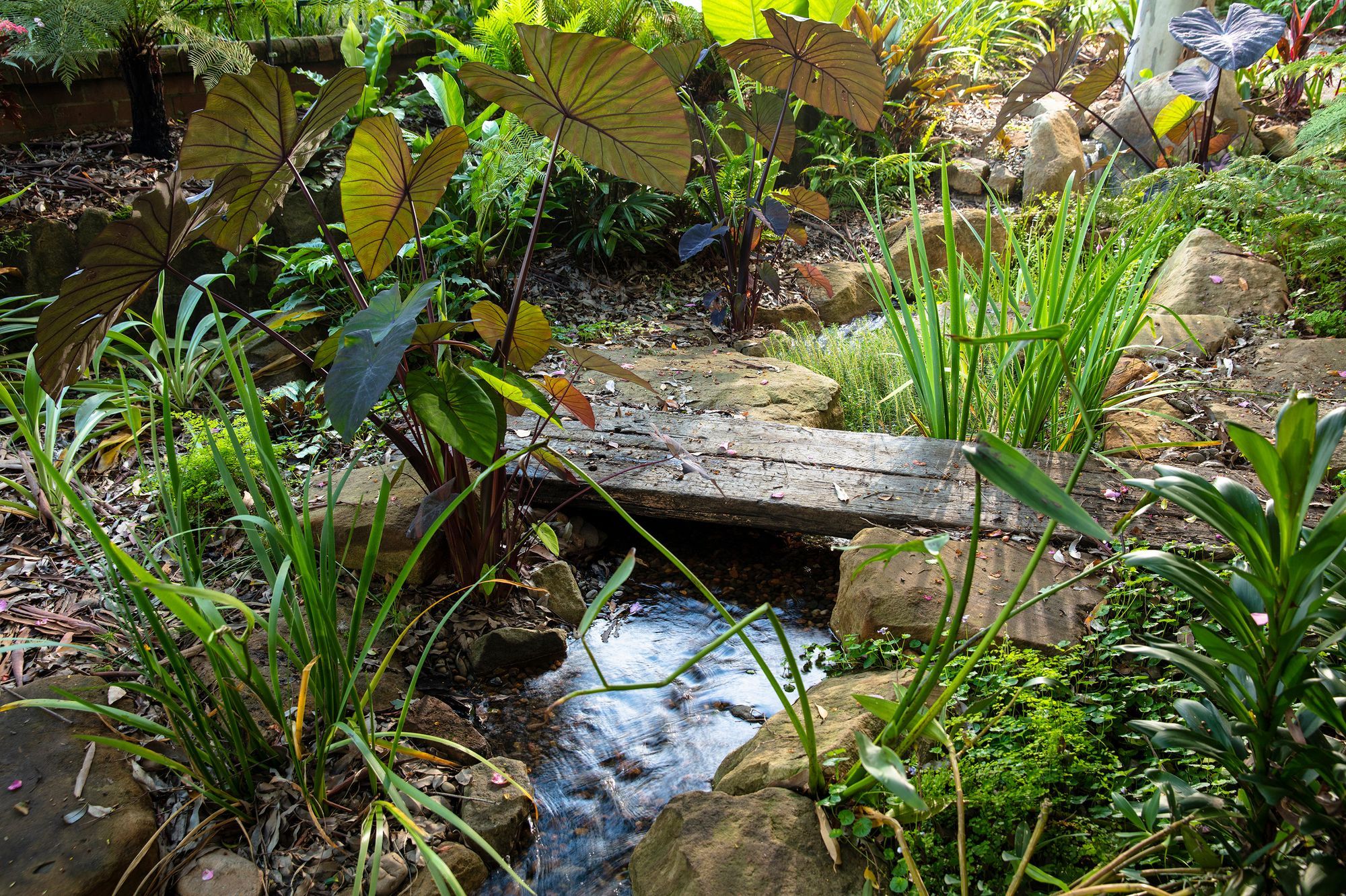 Forest Creek