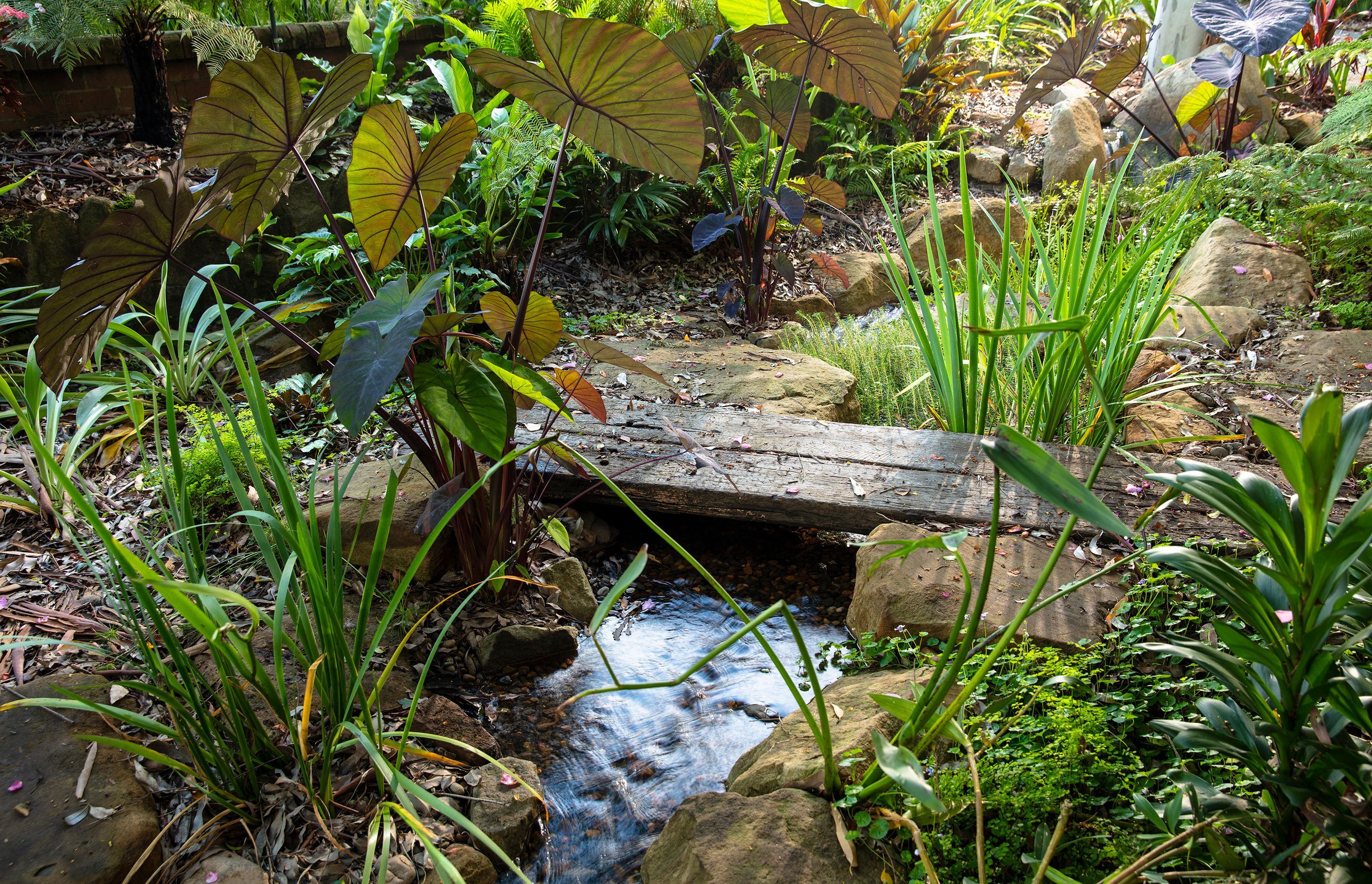 Forest Creek