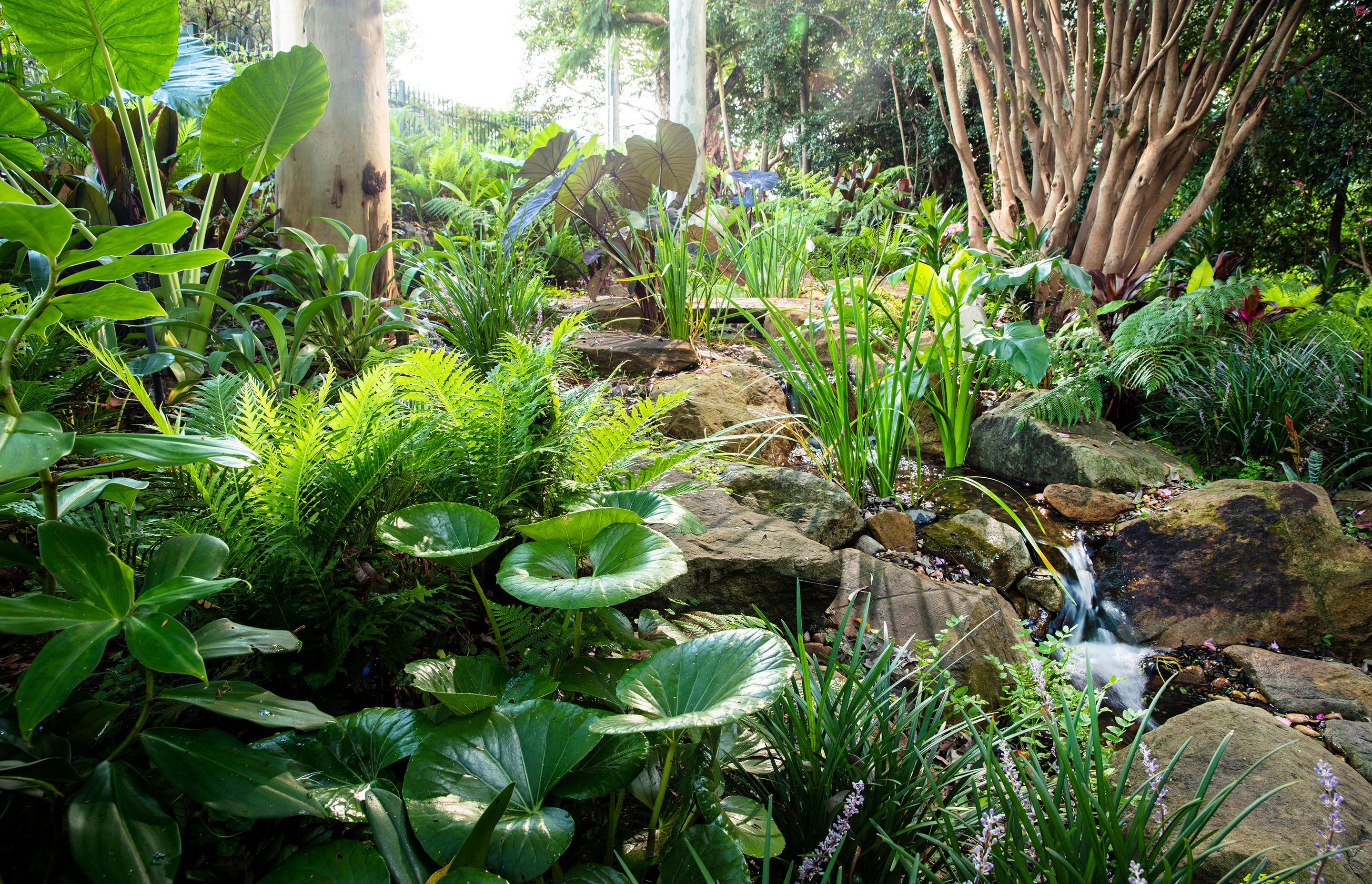 Forest Creek