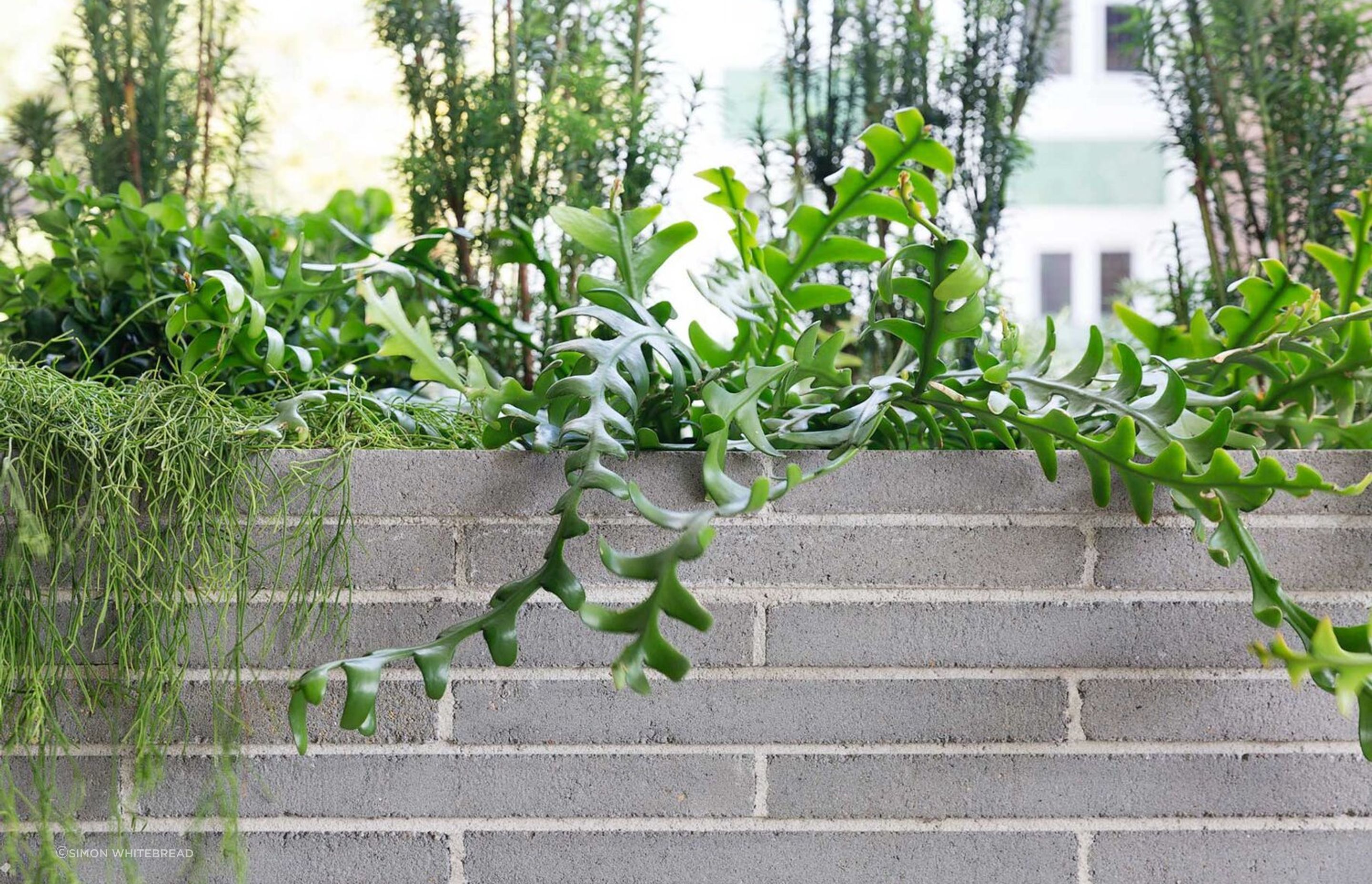Potts Point