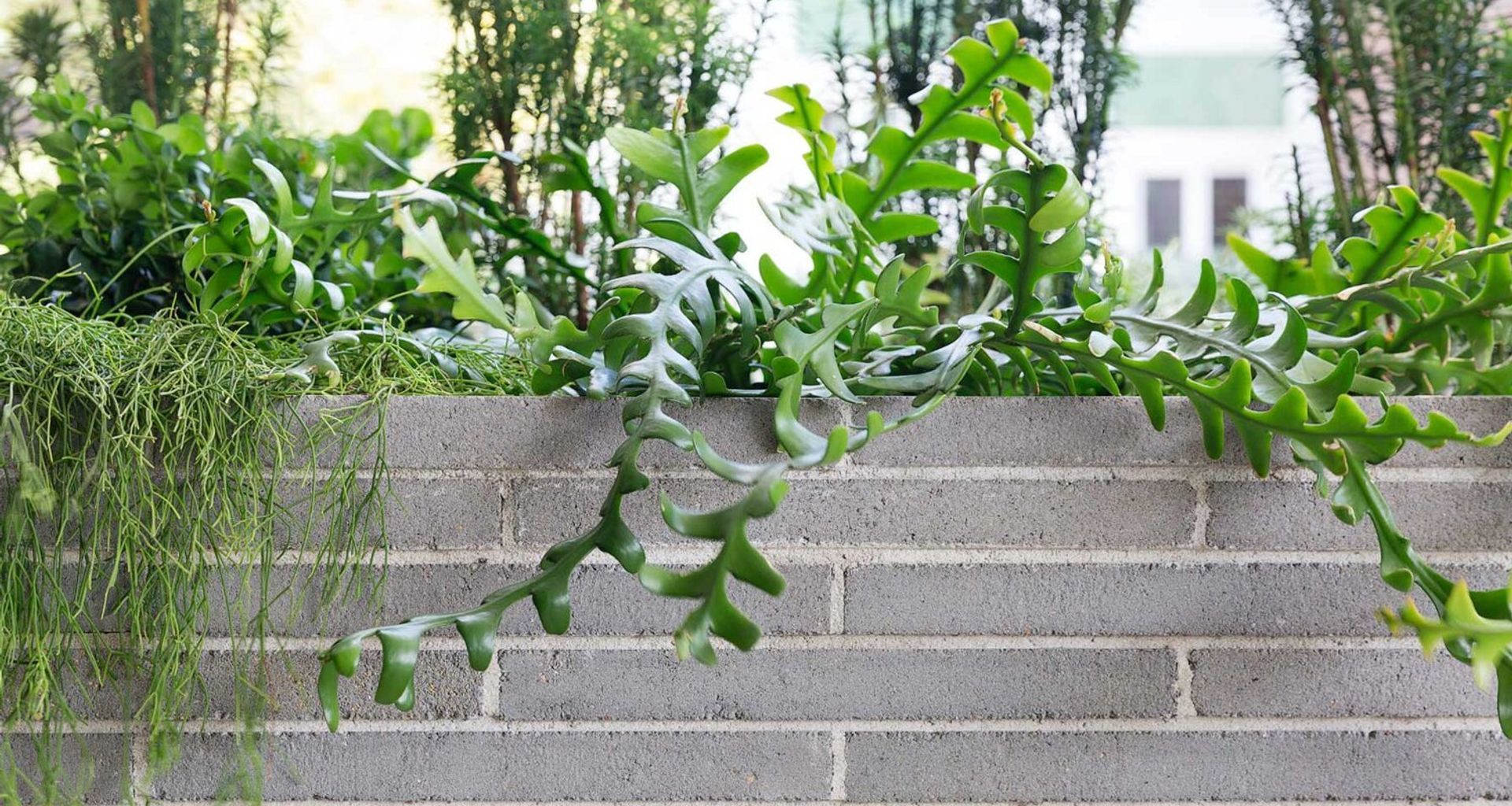 Potts Point Courtyard banner